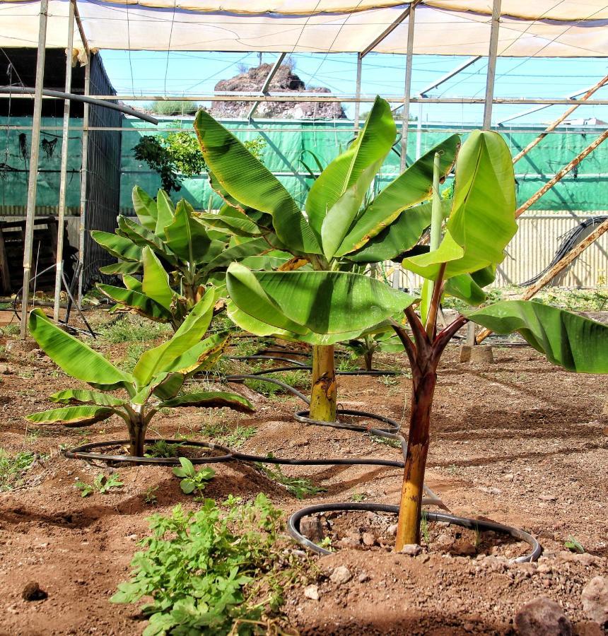 Finca Berolo 1 Guía de Isora Zewnętrze zdjęcie